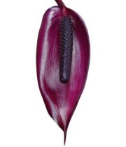 Anthurium, Tulip-purple