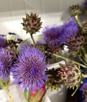 Artichoke, Spray-blue