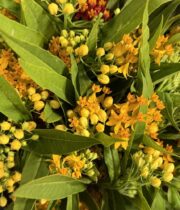 Asclepia-yellow