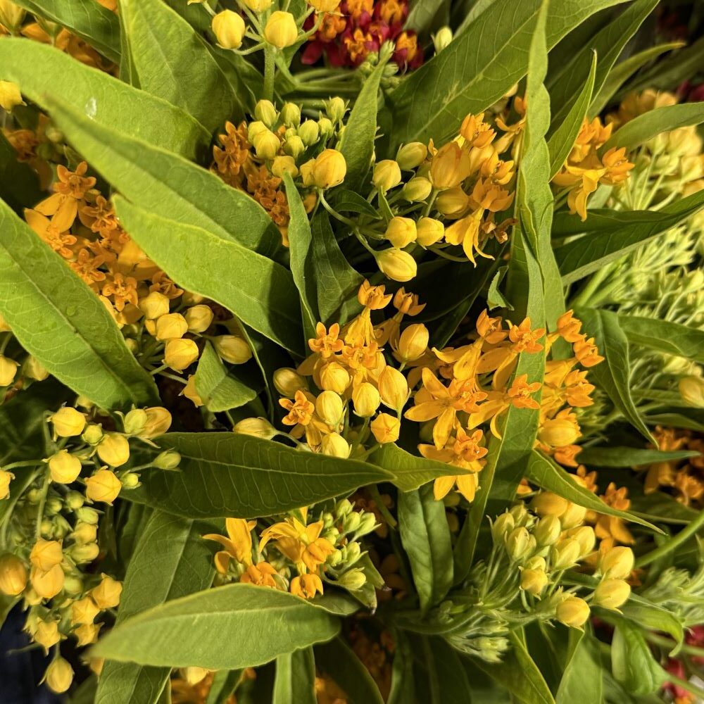 Asclepia yellow