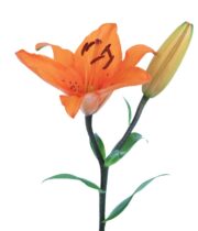 Lily Asiatic-orange