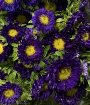 Aster Matsumoto Purple