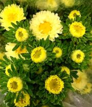 Aster, Matsumoto-yellow