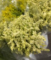 Aster, Solidago-white