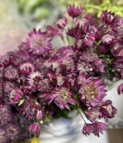 Astrantia-purple
