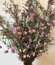 Aussie Bells, mini-pink