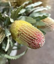 Protea, Banksia-pink