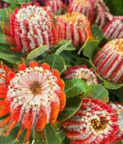 Protea, Banksia-red