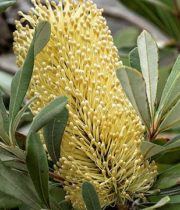 Protea, Banksia-yellow