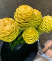 Ginger, Beehive-gold/yellow