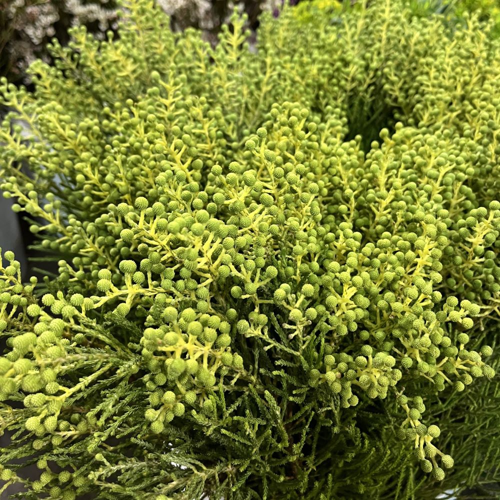 Berzillia small green