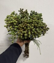 Berzillia Berries, small-green