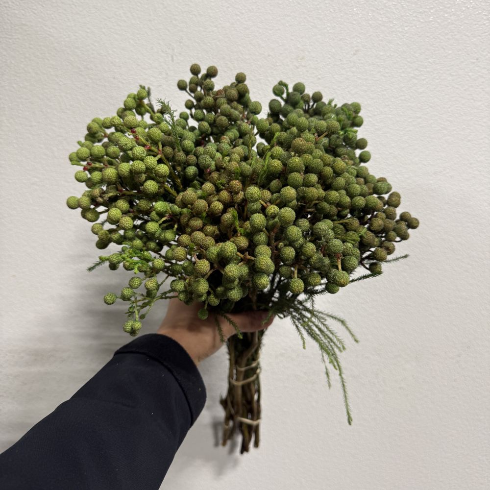 Berzillia small green