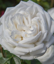 Rose Garden, Blanc De Blanc-CA