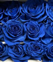 Rose, Tinted Blue-SA