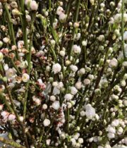 Branch, Flowering Peach-white