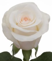 Rose, Bridal Akito-SA
