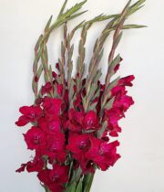 Gladiolus-burgundy