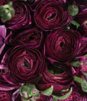 Ranunculus, Elegance-burgundy