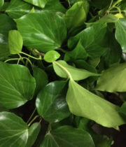 Ivy, Bush-green