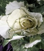 Cabbage Rosettes-white/green
