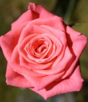 Rose Sweetheart, Tangelo-CA