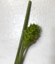 Calathea, Green Ice