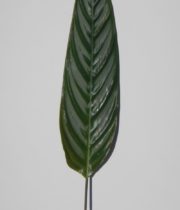 Calathea Leaf, Medium