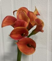 Callas, mini-orange