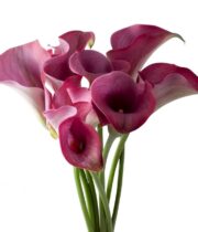 Callas, Mini-purple