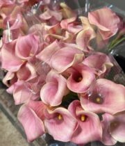 Callas, mini-peach