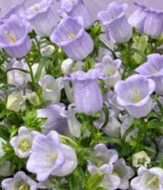 Campanula-lavender