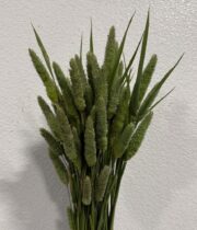 Canary Grass