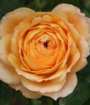Rose Garden, Caramel Antike-CA