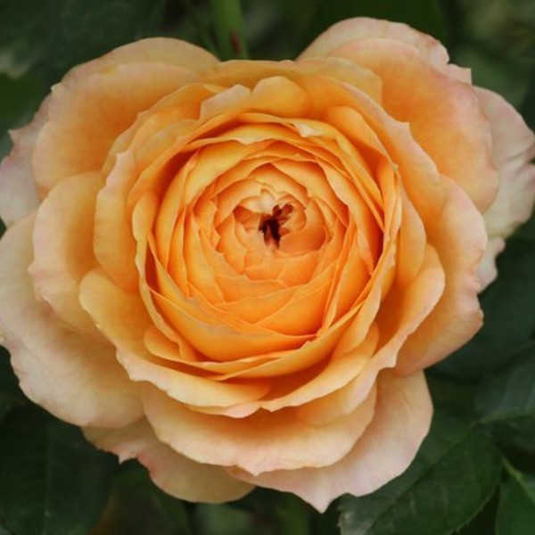 Caramel Antike Rose
