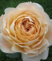 Rose Garden, Caramel Antike-SA