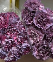 Carnations, Specialty-Hypnosis-mauve Pink