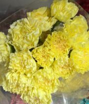 Carnations-yellow