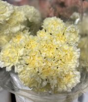Carnations-cream
