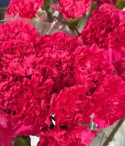 Carnations-hot Pink