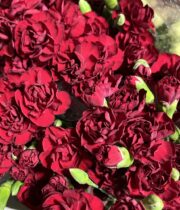 Carnations, mini-burgundy