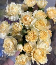 Carnations, Mini-cream