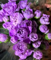 Purple Cushion Spray Mums - Florabundance Wholesale Flowers