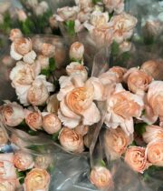 Carnations, mini-peach