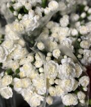 Carnations, Mini-white