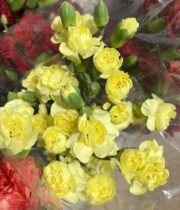 Carnations, Mini-yellow