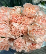 Carnations-peach