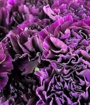 Carnations-purple