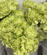 Carnations-green