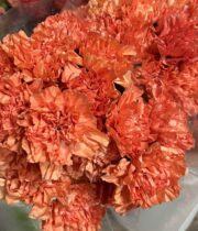 Carnations-orange